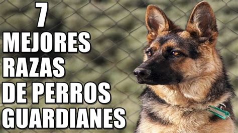 7 Mejores Razas De Perros Guardianes De Propiedad Youtube