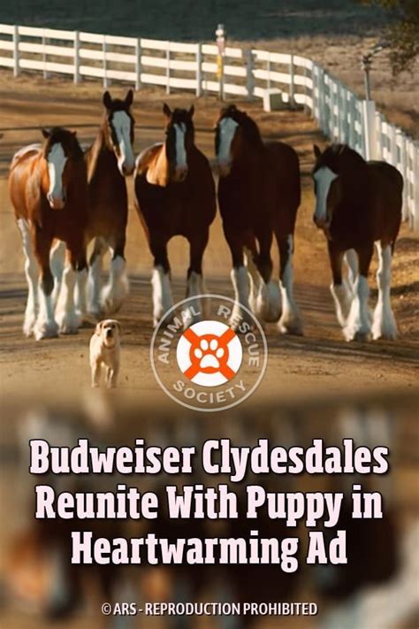 Budweiser Clydesdales Reunite With Puppy in Heartwarming Ad | Budweiser ...