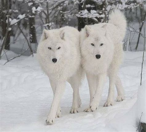 64 Best Images About Mystical Wolves On Pinterest