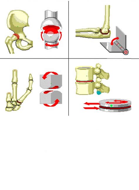 Gliding Joint Spine