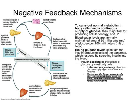 Ppt The Human Body An Orientation Powerpoint Presentation Free