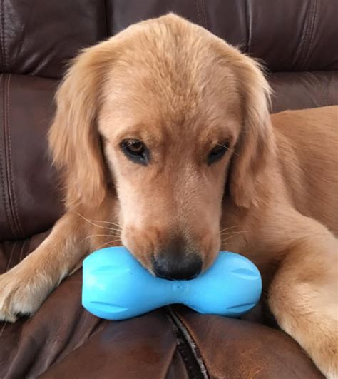 10 Best Puzzle Toys For Bored Dogs