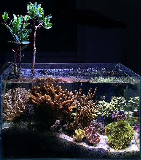 East1 S 17 Gallon Mangrove Sculpture Nano Reef March 2016 Featured Reef Aquarium