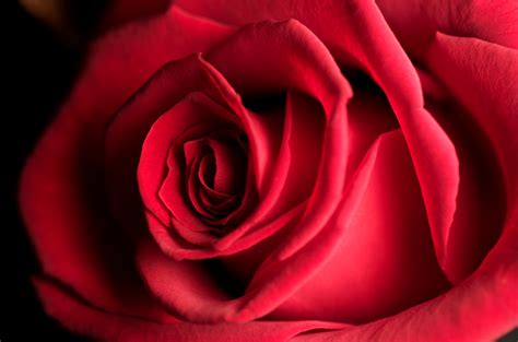 The Titus Rose Logo 11.20.13_html_1d220785 | Janice Bastani Coaching