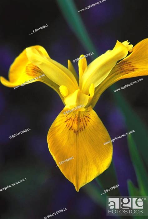 Iris Iris Sp Stock Photo Picture And Rights Managed Image Pic