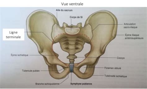 Bassin Osseux Articulations Du Bassin Osseux Cartes Quizlet