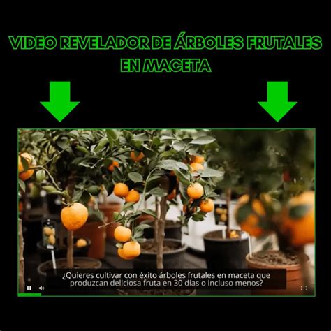 Arboles Frutales En Maceta Fertilizantes Org Nicos Curso