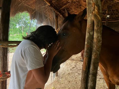 Proyectos Ecológicos México Amor y cuidado para nuestros caballos