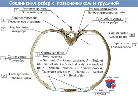 Соединения ребер. Анатомия