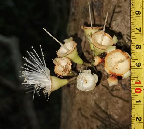 Syzygium Whitfordii Myrtaceae Image 147312 At PhytoImages Siu Edu