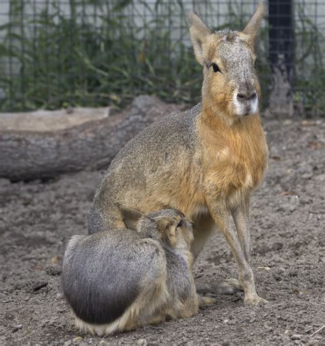 patagonian cavy on Tumblr