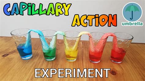 Capillary Action Science Experiment