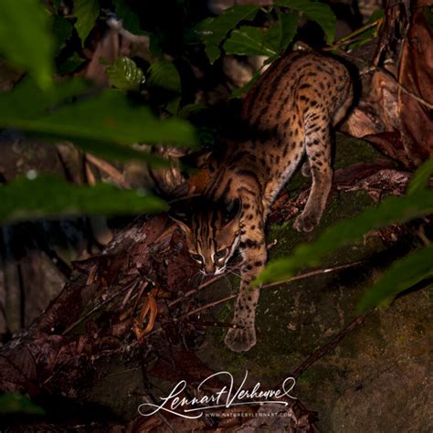 Sunda Leopard Cat – Nature by Lennart