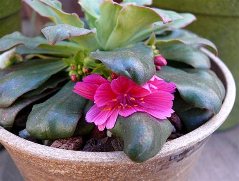 Lewisia Cotyledon Sunset Strain Cactus Jungle