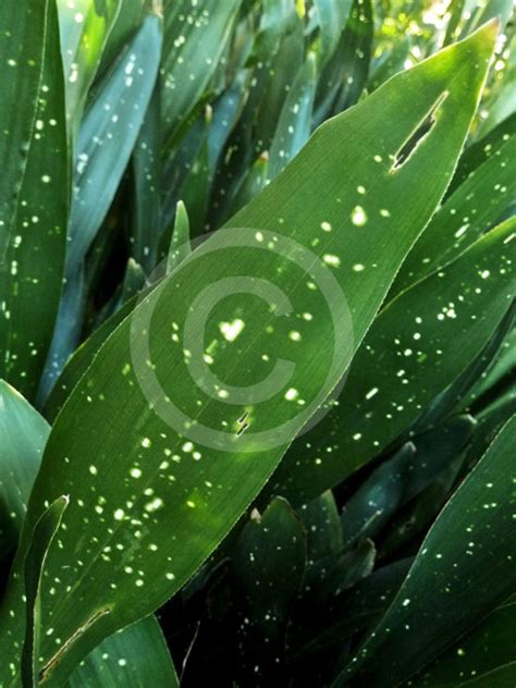 Aspidistra Lurida Ginga Spotted Cast Iron Plant Aspidistra