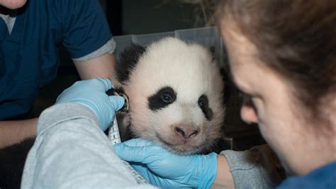 National Zoo panda cub named 'Bao Bao' | Fox News