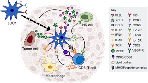 Frontiers Dendritic Cells And Their Role In Immunotherapy