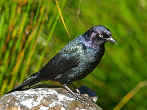 Brewer S Blackbird Euphagus Cyanocephalus Royalty Free Stock Images