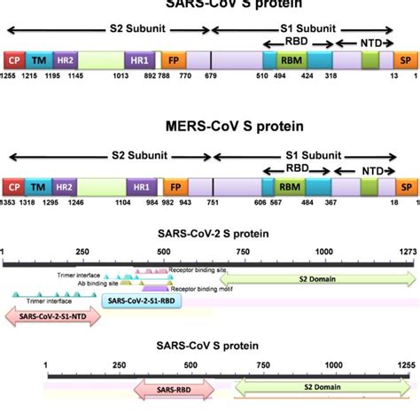 Coronavirus Genera Species And Their Binding Receptors In Hosts