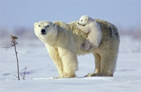 Les animaux et leurs bébés | À Découvrir