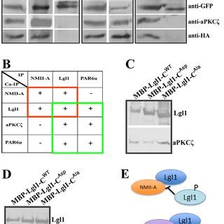 Lgl Exists In Two Distinct Complexes In Vivo A Hek T Cells Were