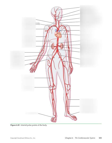 Pulse Points 6 Medical Diagram Quizlet