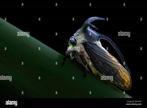 Adult Stage Of Treehopper Hi Res Stock Photography And Images Alamy