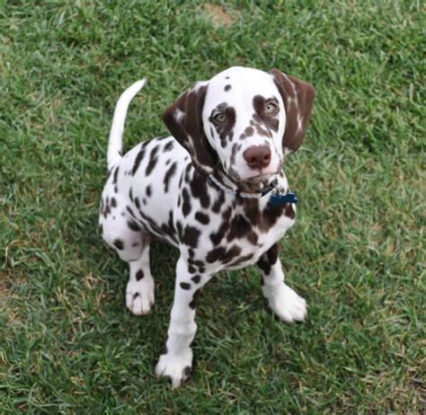 I Hope My Future Husband Understands That A Liver Spotted Dalmatian Is