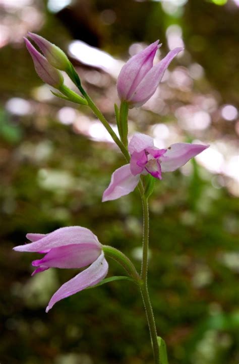 Cephalanthera Rubra L Rich Orchidee Umbria Anno 2023 AMINT APS