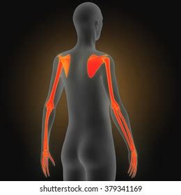 Human Body Arm Joints Stock Illustration 379341169 | Shutterstock