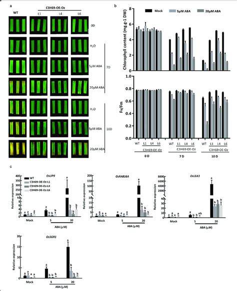 Phenotypic And Physiological Effects Of ABA On Dark Induced Leaf