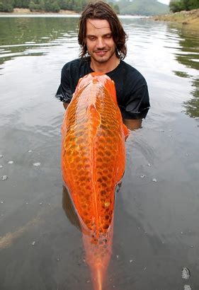 Fisherman Catches Legendary Giant Goldfish In France Fishing Fury A