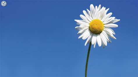 Desktop Daisy Hd Wallpapers Pixelstalknet