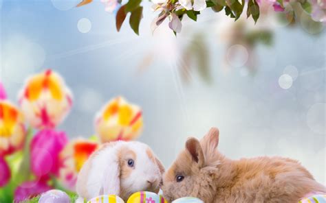 🔥 [50+] Easter Bunnies Wallpapers | WallpaperSafari