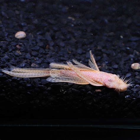 ซคเกอรหนวดเผอกหางยาว L 144 Albino Bristlenose Longfin Pleco ตวผ