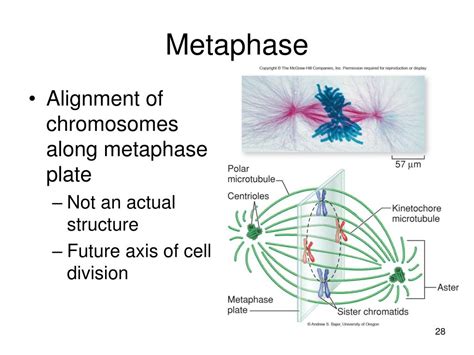 Ppt How Cells Divide Powerpoint Presentation Free Download Id 4322167