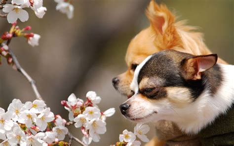 🔥 [40+] Cute Chihuahua Wallpapers | WallpaperSafari