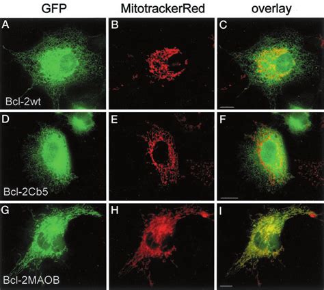 Subcellular Localization Of Wild Type Bcl 2 ER Targeted Bcl 2 And