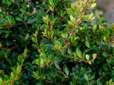 Walters Viburnum Select Dallas Tx Treeland Nursery