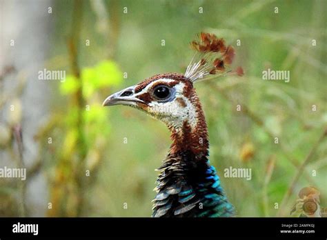 duck birds migratory Stock Photo - Alamy