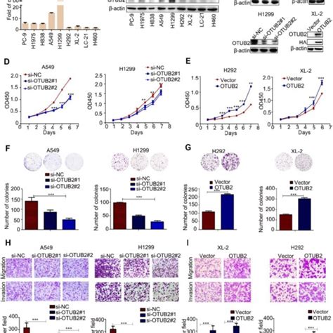 Otub2 Increases Nsclc Cell Proliferation Colony Formation Migration