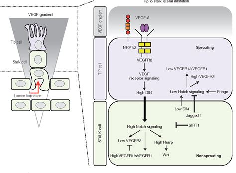 Pdf Vegf And Notch In Tip And Stalk Cell Selection Semantic Scholar