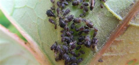 Aphid Black Bean Pest Identification For Vegetable Gardens