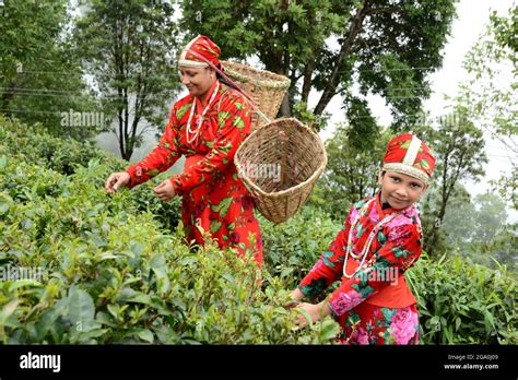 The Women And Her Daughter Are Plucking Fresh Tea Leaves From Tea