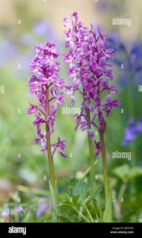 Three Early Purple Orchid Orchis Mascula Flowers Stock Photo Alamy