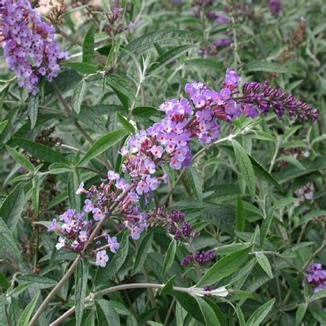 Buddleia Davidii var. Nanhoensis Nanho Purple Butterfly | SiteOne