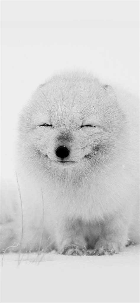 Arctic Fox Happy Moment #iPhone #X #wallpaper | Iphone wallpaper cat ...