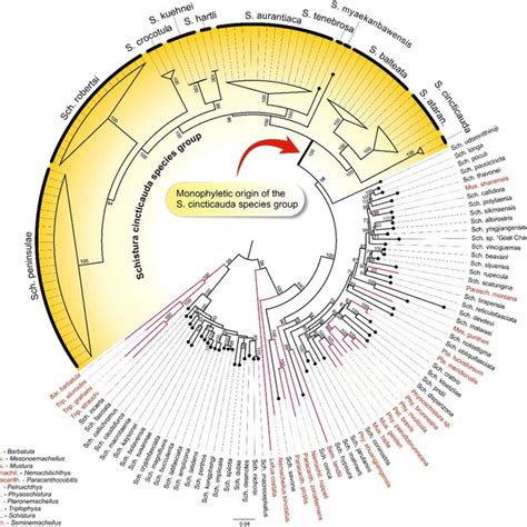 Maximum Likelihood phylogenetic tree showing the monophyly of the... | Download Scientific Diagram