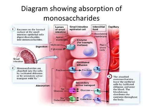 Digestion And Absorption Of Carbohydrates