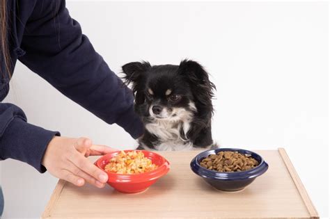 【獣医師監修】犬がずっと寝てるのは病気？平均睡眠時間や病気の可能性を解説│【マルカン｜page】ペット用品・ペット情報サイト